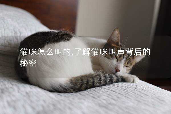 猫咪怎么叫的,了解猫咪叫声背后的秘密