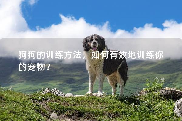 狗狗的训练方法，如何有效地训练你的宠物？