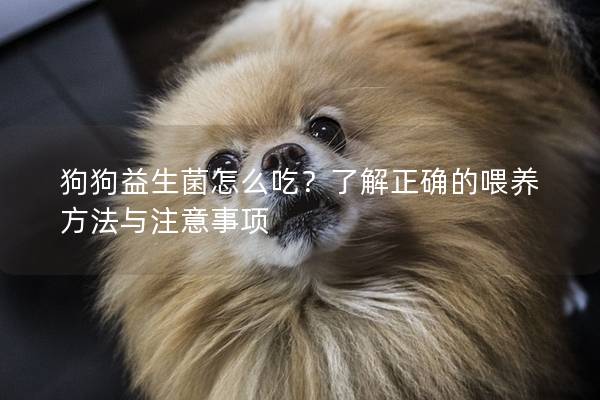 狗狗益生菌怎么吃？了解正确的喂养方法与注意事项