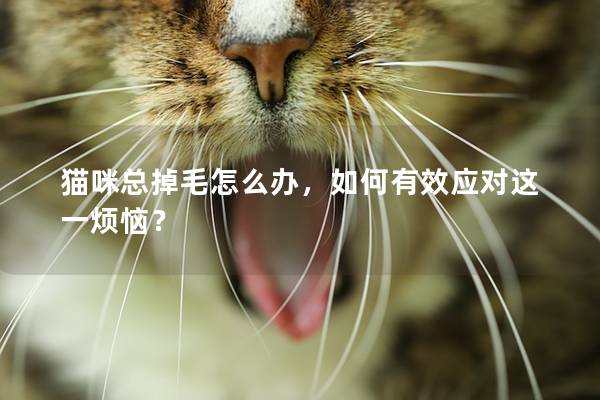 猫咪总掉毛怎么办，如何有效应对这一烦恼？