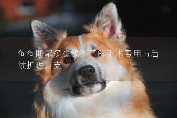 狗狗断尾多少钱？了解手术费用与后续护理开支