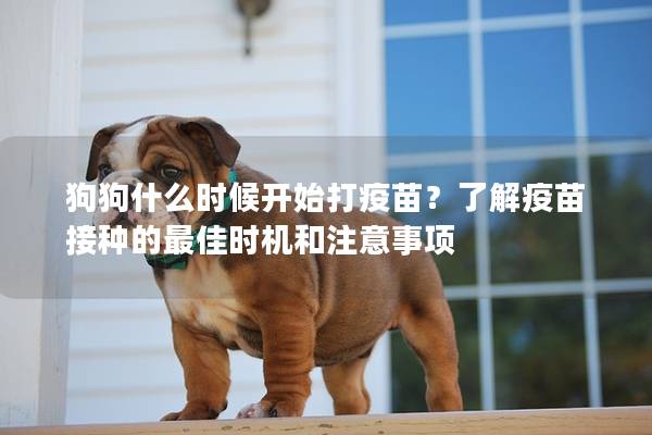 狗狗什么时候开始打疫苗？了解疫苗接种的最佳时机和注意事项