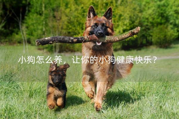 小狗怎么养，让你的小狗健康快乐？