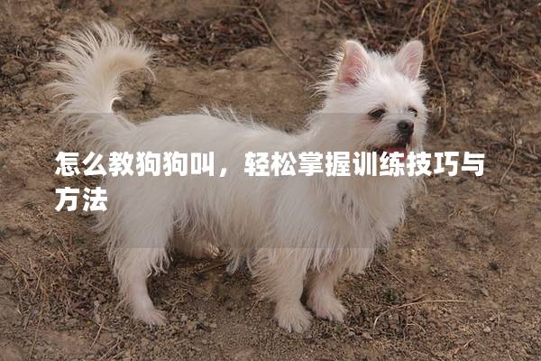 怎么教狗狗叫，轻松掌握训练技巧与方法