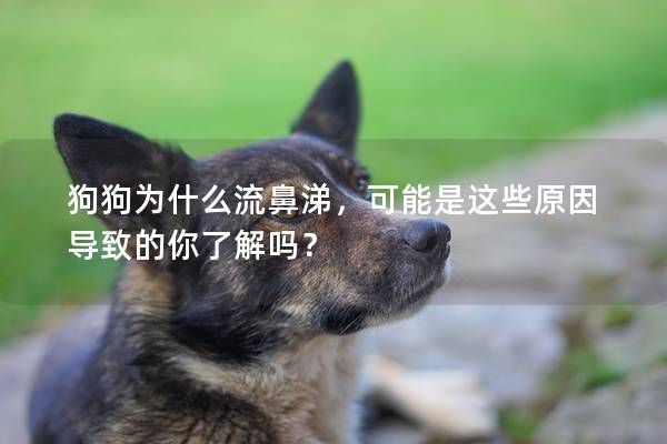 狗狗为什么流鼻涕，可能是这些原因导致的你了解吗？
