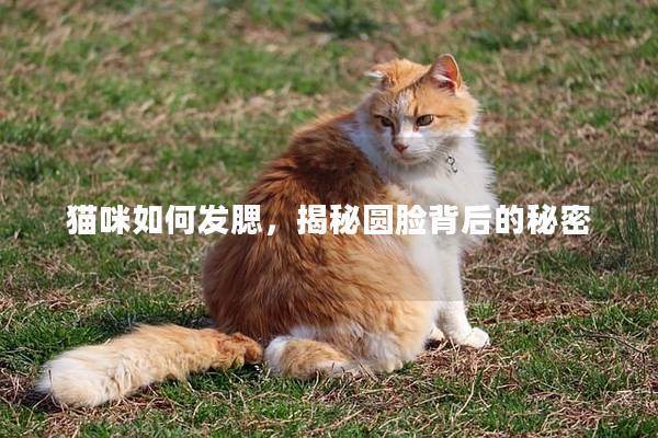 猫咪如何发腮，揭秘圆脸背后的秘密