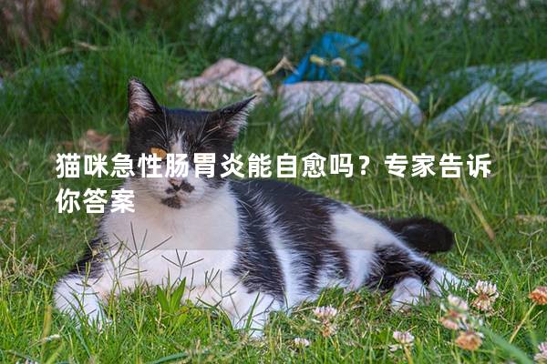 猫咪急性肠胃炎能自愈吗？专家告诉你答案
