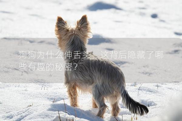 狗狗为什么伸舌头，这背后隐藏了哪些有趣的秘密？