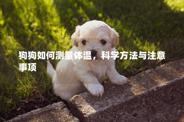狗狗如何测量体温，科学方法与注意事项