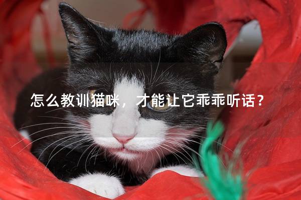 怎么教训猫咪，才能让它乖乖听话？