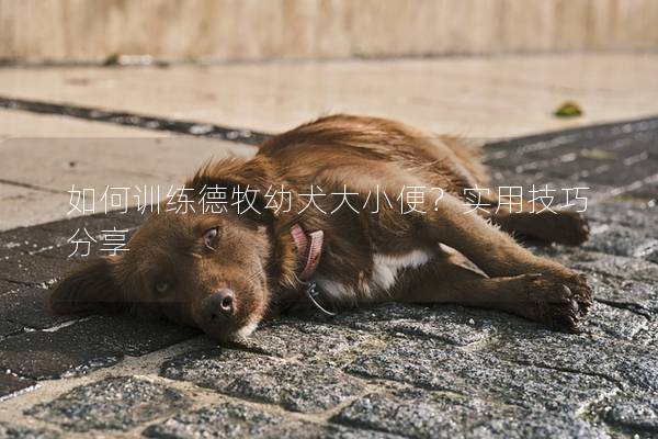 如何训练德牧幼犬大小便？实用技巧分享