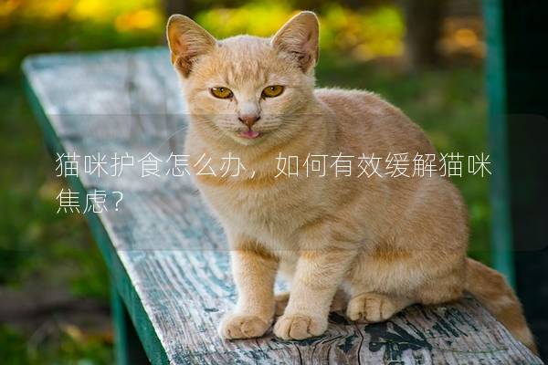 猫咪护食怎么办，如何有效缓解猫咪焦虑？