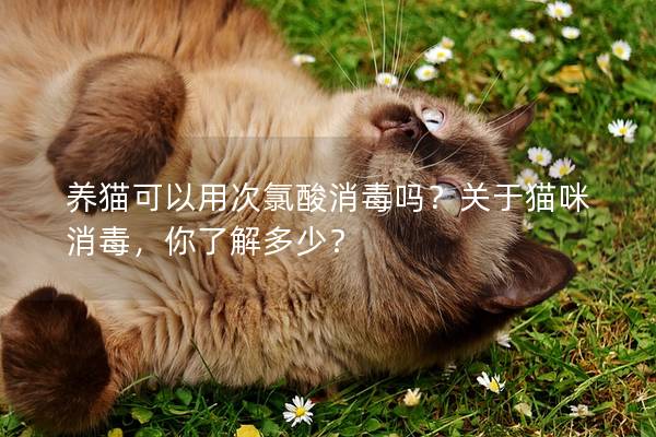 养猫可以用次氯酸消毒吗？关于猫咪消毒，你了解多少？