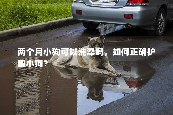 两个月小狗可以洗澡吗，如何正确护理小狗？