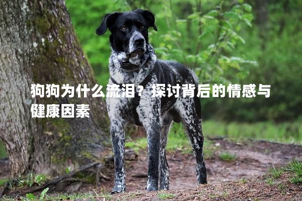 狗狗为什么流泪？探讨背后的情感与健康因素