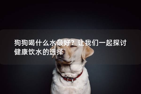 狗狗喝什么水最好？让我们一起探讨健康饮水的选择