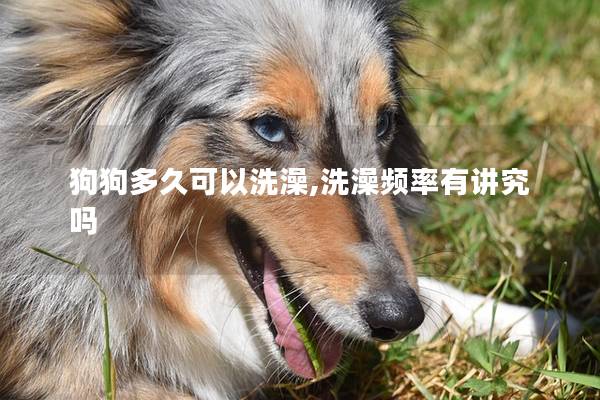 狗狗多久可以洗澡,洗澡频率有讲究吗