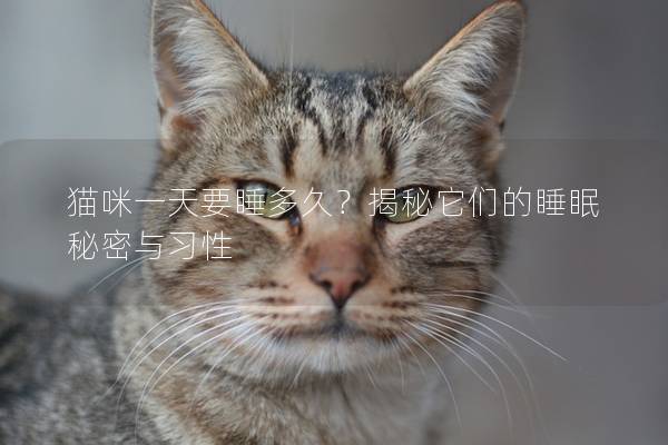 猫咪一天要睡多久？揭秘它们的睡眠秘密与习性