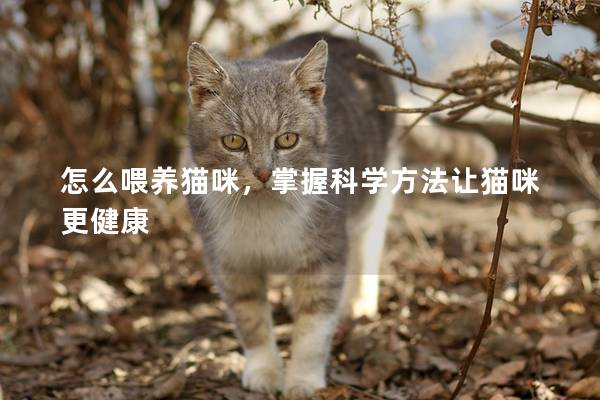 怎么喂养猫咪，掌握科学方法让猫咪更健康