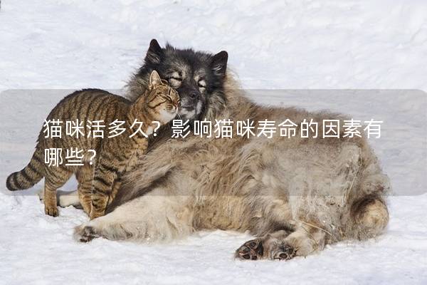 猫咪活多久？影响猫咪寿命的因素有哪些？
