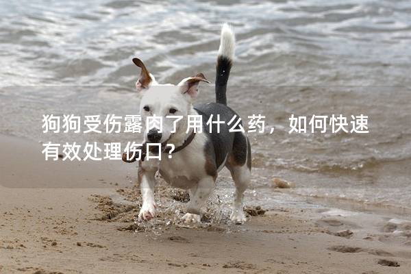 狗狗受伤露肉了用什么药，如何快速有效处理伤口？