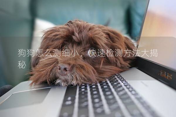 狗狗怎么测细小，快速检测方法大揭秘