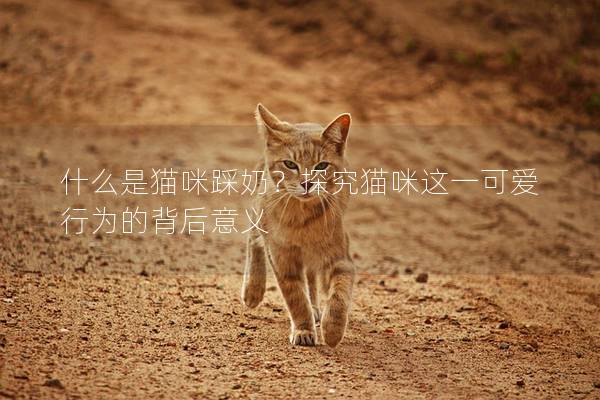 什么是猫咪踩奶？探究猫咪这一可爱行为的背后意义