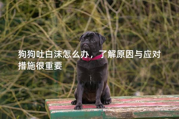 狗狗吐白沫怎么办，了解原因与应对措施很重要