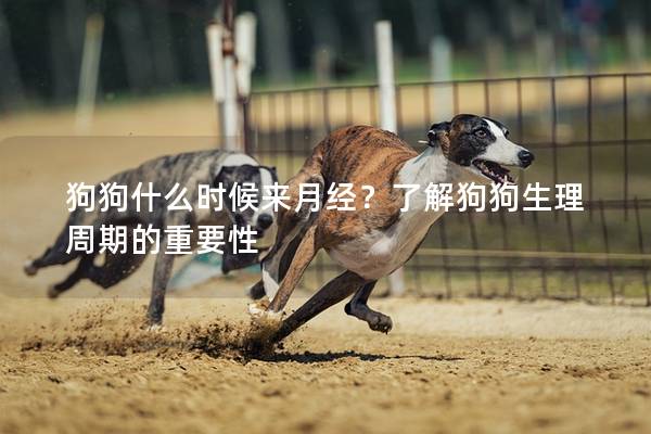 狗狗什么时候来月经？了解狗狗生理周期的重要性