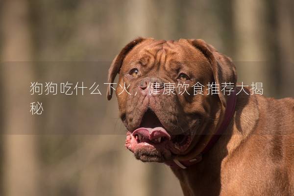 狗狗吃什么下火，健康饮食推荐大揭秘