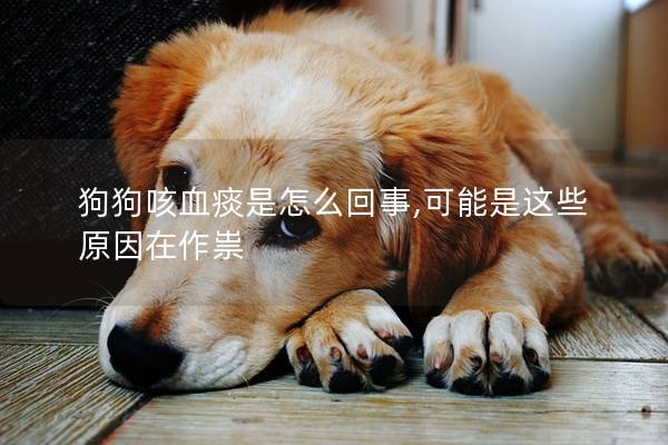 狗狗咳血痰是怎么回事,可能是这些原因在作祟