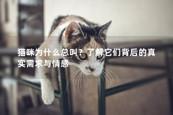 猫咪为什么总叫？了解它们背后的真实需求与情感