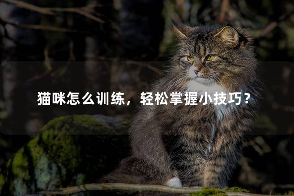 猫咪怎么训练，轻松掌握小技巧？