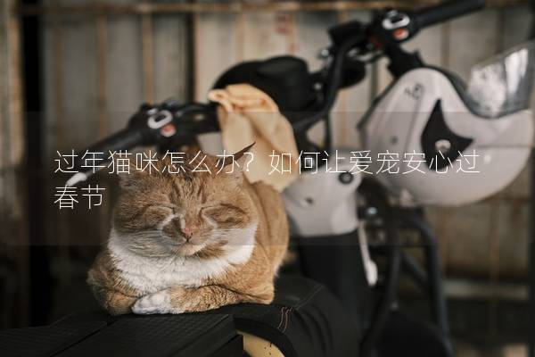 过年猫咪怎么办？如何让爱宠安心过春节