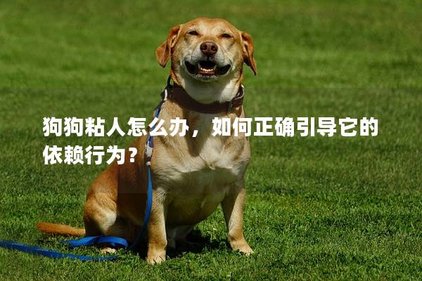 狗狗粘人怎么办，如何正确引导它的依赖行为？