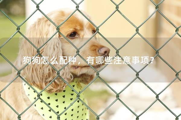 狗狗怎么配种，有哪些注意事项？