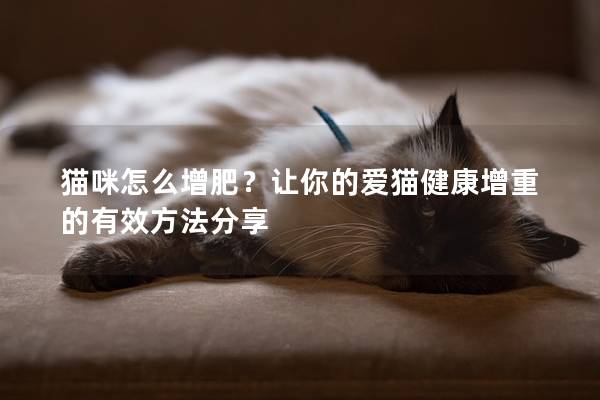 猫咪怎么增肥？让你的爱猫健康增重的有效方法分享