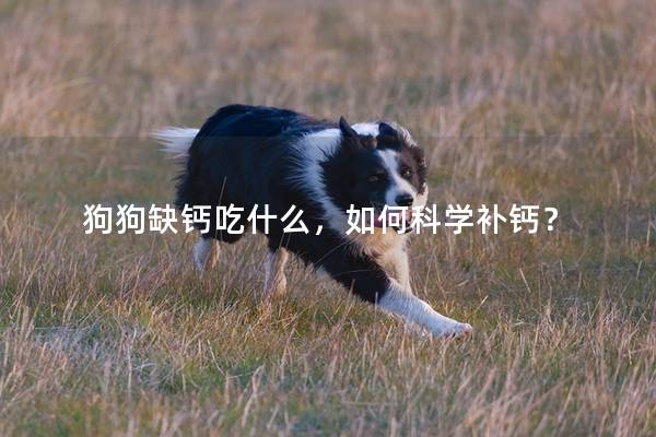 狗狗缺钙吃什么，如何科学补钙？