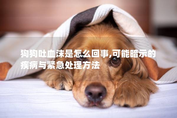 狗狗吐血沫是怎么回事,可能暗示的疾病与紧急处理方法