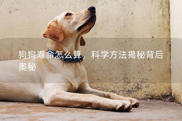 狗狗寿命怎么算，科学方法揭秘背后奥秘