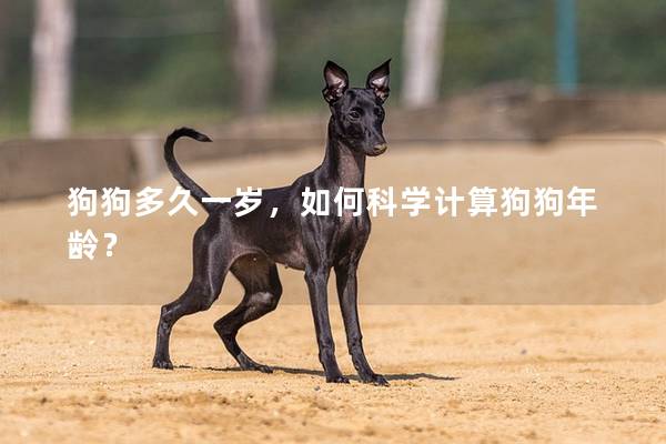 狗狗多久一岁，如何科学计算狗狗年龄？