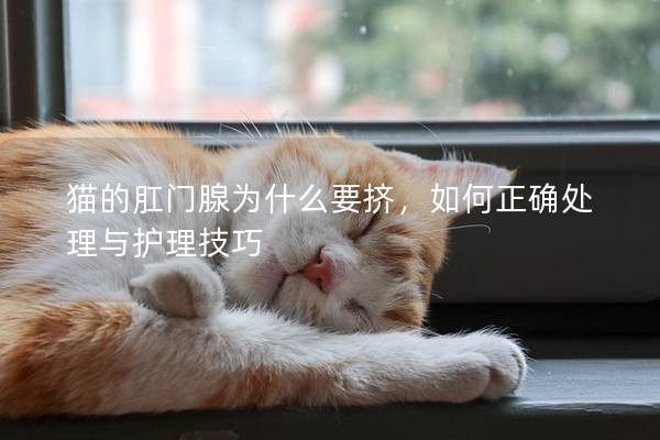 猫的肛门腺为什么要挤，如何正确处理与护理技巧