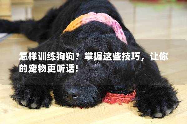 怎样训练狗狗？掌握这些技巧，让你的宠物更听话!