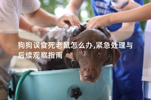 狗狗误食死老鼠怎么办,紧急处理与后续观察指南