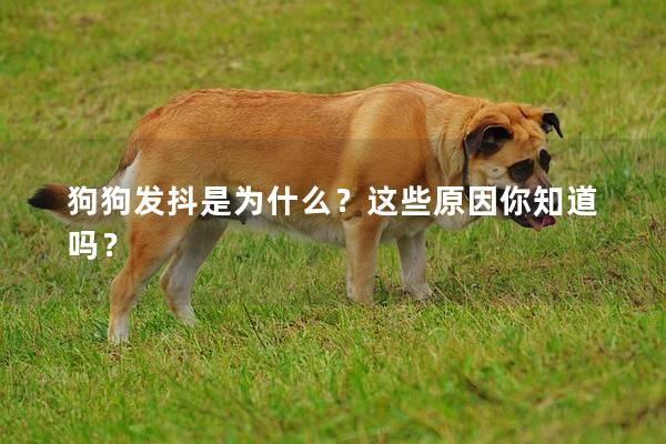 狗狗发抖是为什么？这些原因你知道吗？