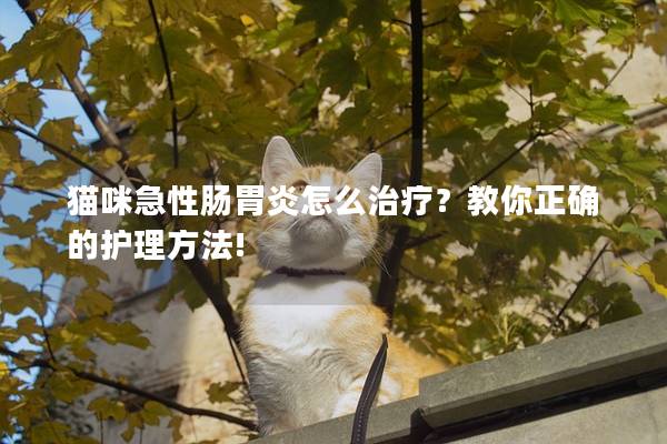 猫咪急性肠胃炎怎么治疗？教你正确的护理方法!