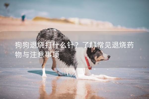 狗狗退烧打什么针？了解常见退烧药物与注意事项