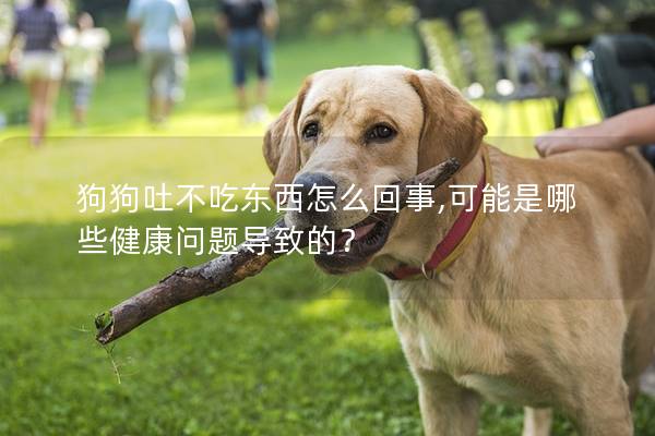 狗狗吐不吃东西怎么回事,可能是哪些健康问题导致的？