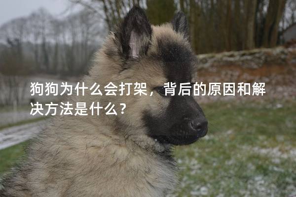 狗狗为什么会打架，背后的原因和解决方法是什么？