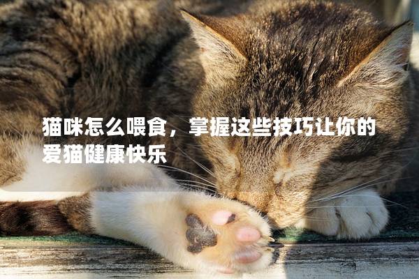 猫咪怎么喂食，掌握这些技巧让你的爱猫健康快乐